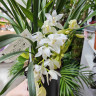 Орхидея Cymbidium Sarah Jean 'Ice Cascade', midi 
