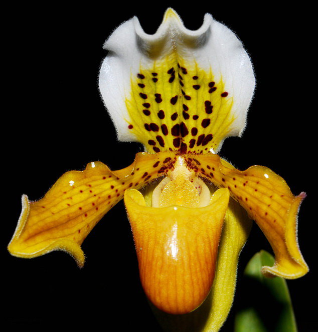 Орхидея Paphiopedilum exul (отцвёл)