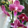 Орхидея Phalaenopsis Perfumе, multiflora 