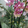 Орхидея Phalaenopsis Perfumе, multiflora 