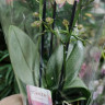 Орхидея Phalaenopsis Perfumе, multiflora 