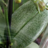 Орхидея Phalaenopsis Perfumе, multiflora 