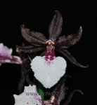 Орхидея Colmanara Massai White (отцвела)