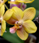 Орхидея Phalaenopsis, multiflora (отцвел) 
