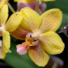 Орхидея Phalaenopsis, multiflora (отцвел) 