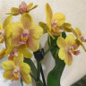 Орхидея Phalaenopsis, multiflora (отцвел) 