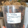 Орхидея Phalaenopsis Las Vegas (отцвел, РЕАНИМАШКА*)
