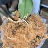 Орхидея Phalaenopsis Las Vegas (отцвел, РЕАНИМАШКА*)