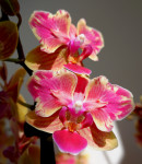 Орхидея Phalaenopsis Sogo Yellowtris peloric, multiflora (отцвел)