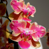 Орхидея Phalaenopsis Sogo Yellowtris peloric, multiflora (отцвел)