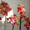 Орхидея Phalaenopsis Sogo Yellowtris peloric, multiflora (отцвел)