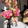 Орхидея Phalaenopsis Sogo Yellowtris peloric, multiflora (отцвел)