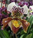 Орхидея Paphiopedilum hybrid