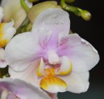 Орхидея Phalaenopsis Polar Sweety, multiflora