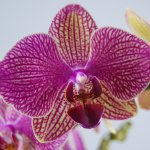 Орхидея Phalaenopsis Nemo (отцвел)