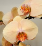 Орхидея Phalaenopsis Lady Marmelade