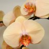Орхидея Phalaenopsis Lady Marmelade