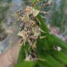 Орхидея Brassia hybrid