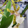 Орхидея Brassia hybrid