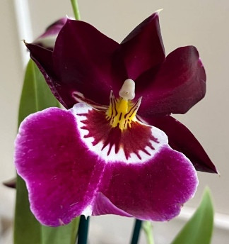 Орхидея Miltonia hybrid 