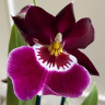 Орхидея Miltonia hybrid 
