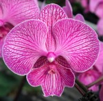 Орхидея Phalaenopsis Big Lip (еще не цвёл)