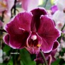 Орхидея Phalaenopsis Chiada Stacy 'Chocolate Drop' 