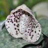 Орхидея Paphiopedilum bellatulum (отцвёл) 