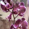 Орхидея Phalaenopsis Chocolate