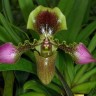 Орхидея Paphiopedilum hirsutissimum (еще не цвёл) 