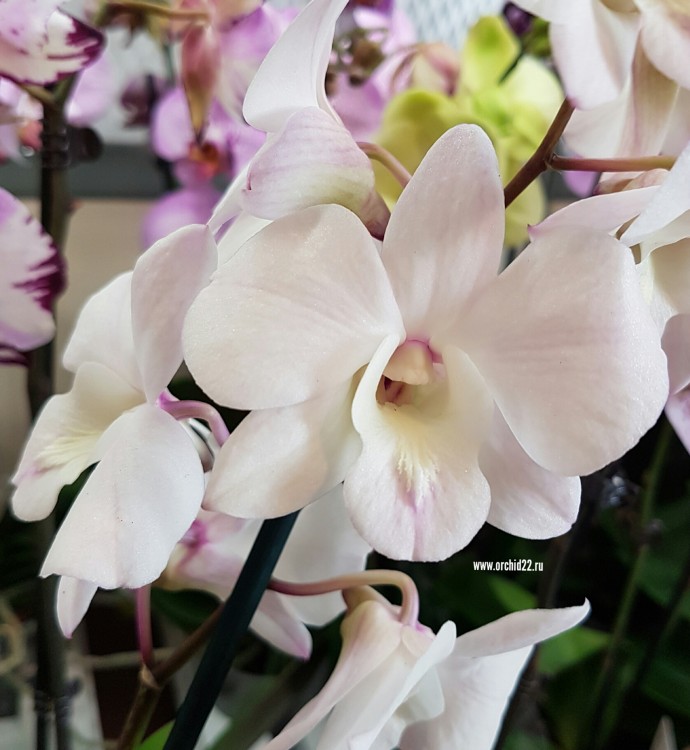 Орхидея Dendrobium Coconut Dream (отцвел)