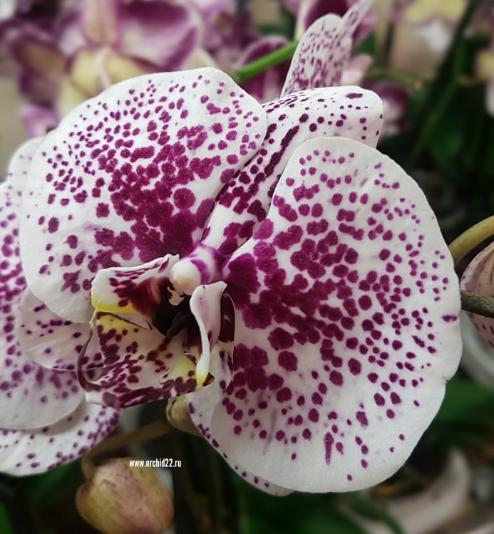 Орхидея Phalaenopsis (отцвел)  