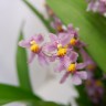 Орхидея Oncidium Twinkle Hybrid (отцвел)