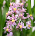 Орхидея Oncidium Twinkle Hybrid (отцвел)