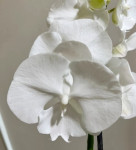 Орхидея Phalaenopsis Big Lip 