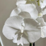 Орхидея Phalaenopsis Big Lip 