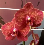 Орхидея Phalaenopsis Sicilia
