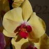 Орхидея Phalaenopsis Golden Beauty (отцвел)