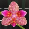 Орхидея Phalaenopsis Joy Fairy Tale '670' (отцвел) 