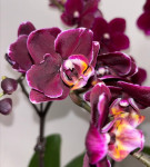 Орхидея Phalaenopsis, multiflora 