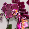 Орхидея Phalaenopsis, multiflora 