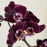 Орхидея Phalaenopsis, multiflora 