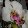 Орхидея Phalaenopsis Big Lip              