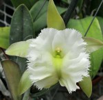 Орхидея Brassavola Aristocrat (glauca x digbyana) (отцвела)             