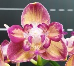 Орхидея Phalaenopsis Tying Shin Smart, peloric (еще не цвел)   