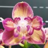 Орхидея Phalaenopsis Tying Shin Smart, peloric (еще не цвел)   