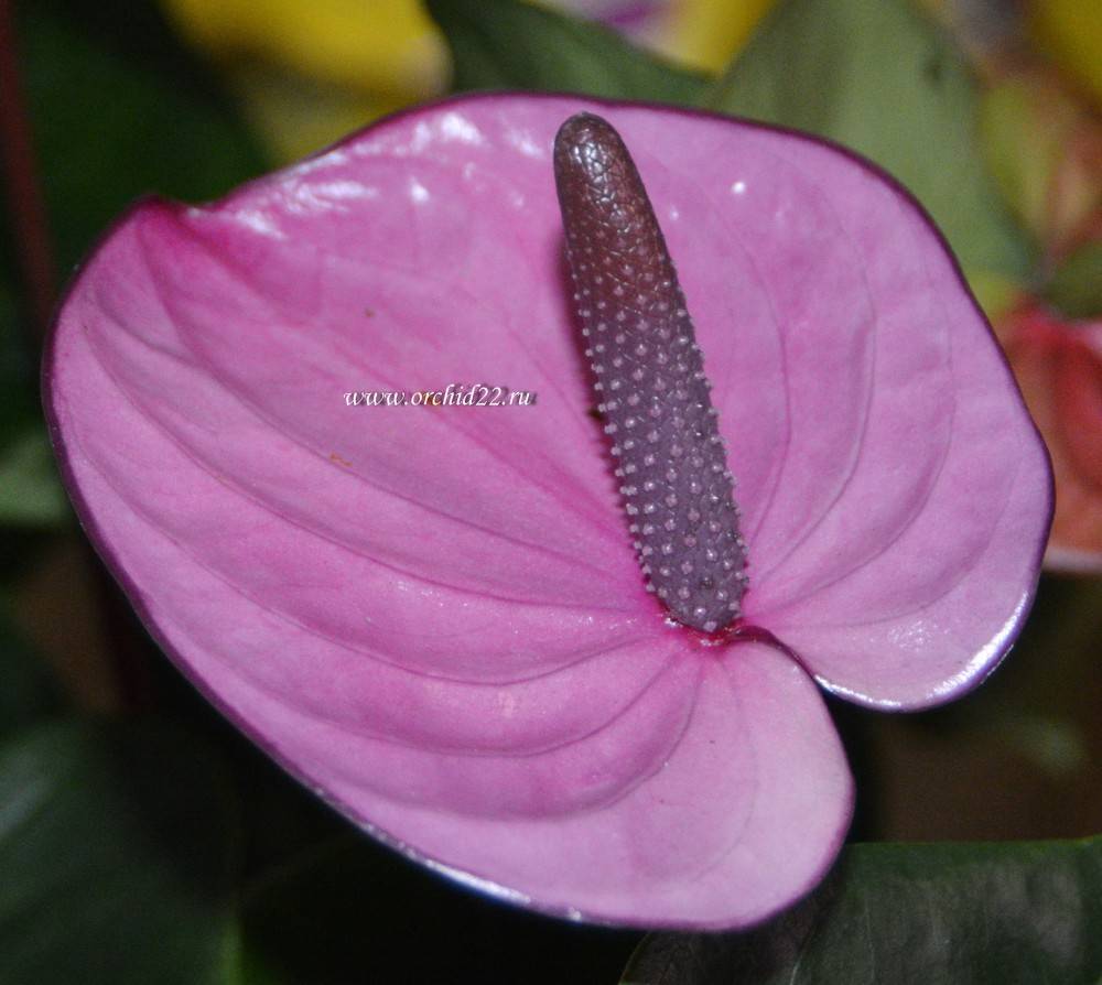 Anthurium Cavalli Purple (деленка без цветов)