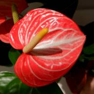 anthurium germany Anthurium Delta Force – Studio Plantes
