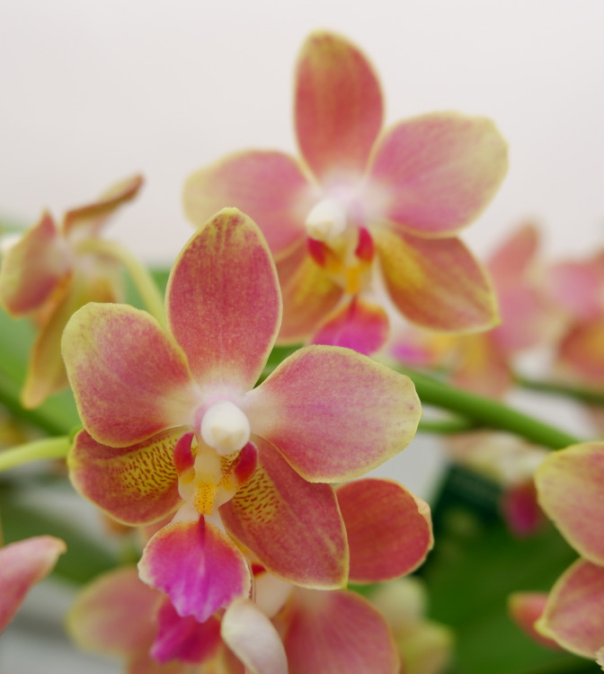 Орхидея Phalaenopsis Tzu Chiang Balm, multiflora (отцвел)