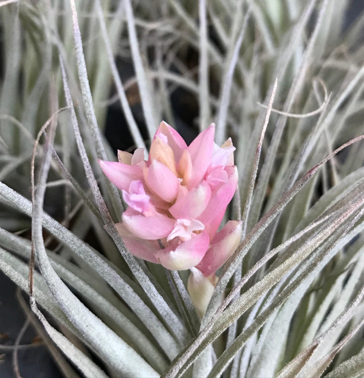 Тилландсия Cotton Candy